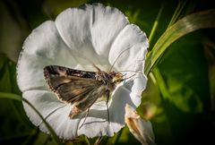 "TAUBENSCHWÄNZCHEN" - ist das falsch?