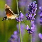 Taubenschwänzchen, Kolibrischwärmer (Macroglossum stellatarum)