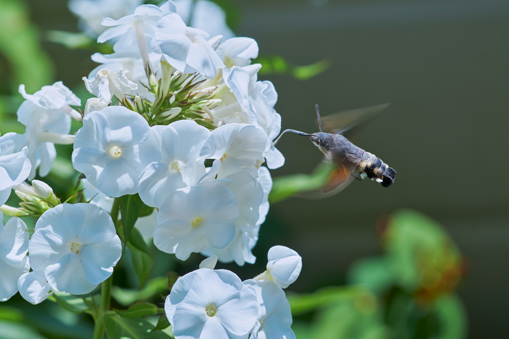 Taubenschwänzchen lieben Phlox