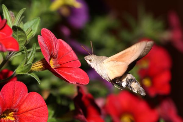 Taubenschwänzchen (Macroglossum stellatarum)