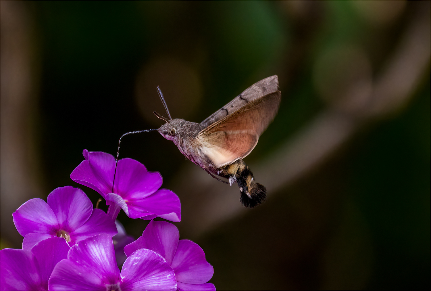 Taubenschwänzchen - Macroglossum stellatarum