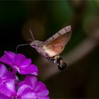 Taubenschwänzchen - Macroglossum stellatarum