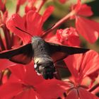 Taubenschwänzchen (Macroglossum stellatarum)