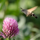 Taubenschwänzchen (Macroglossum stellatarum)