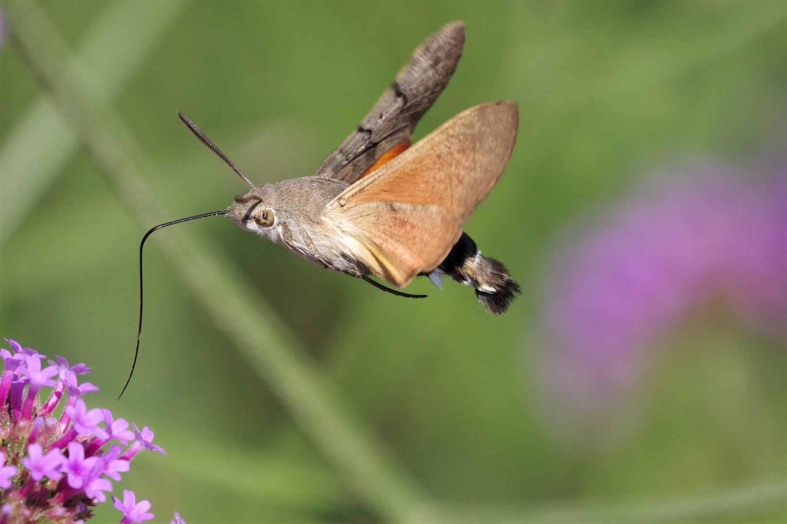 Taubenschwänzchen (Macroglossum stellatarum)