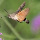 Taubenschwänzchen (Macroglossum stellatarum)