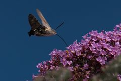 Taubenschwänzchen (Macroglossum stellatarum) 1