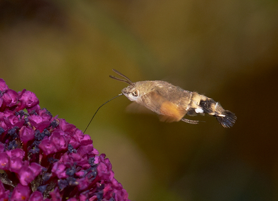 Taubenschwänzchen (Macroglossum stellatarum)