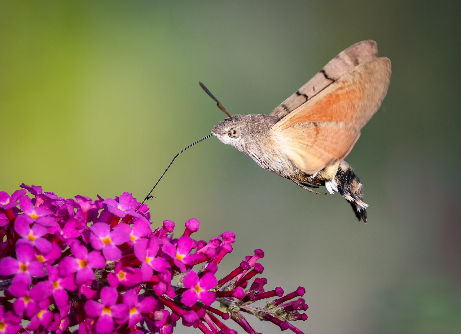 Taubenschwänzchen (Macroglossum stellatarum)