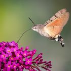 Taubenschwänzchen (Macroglossum stellatarum)