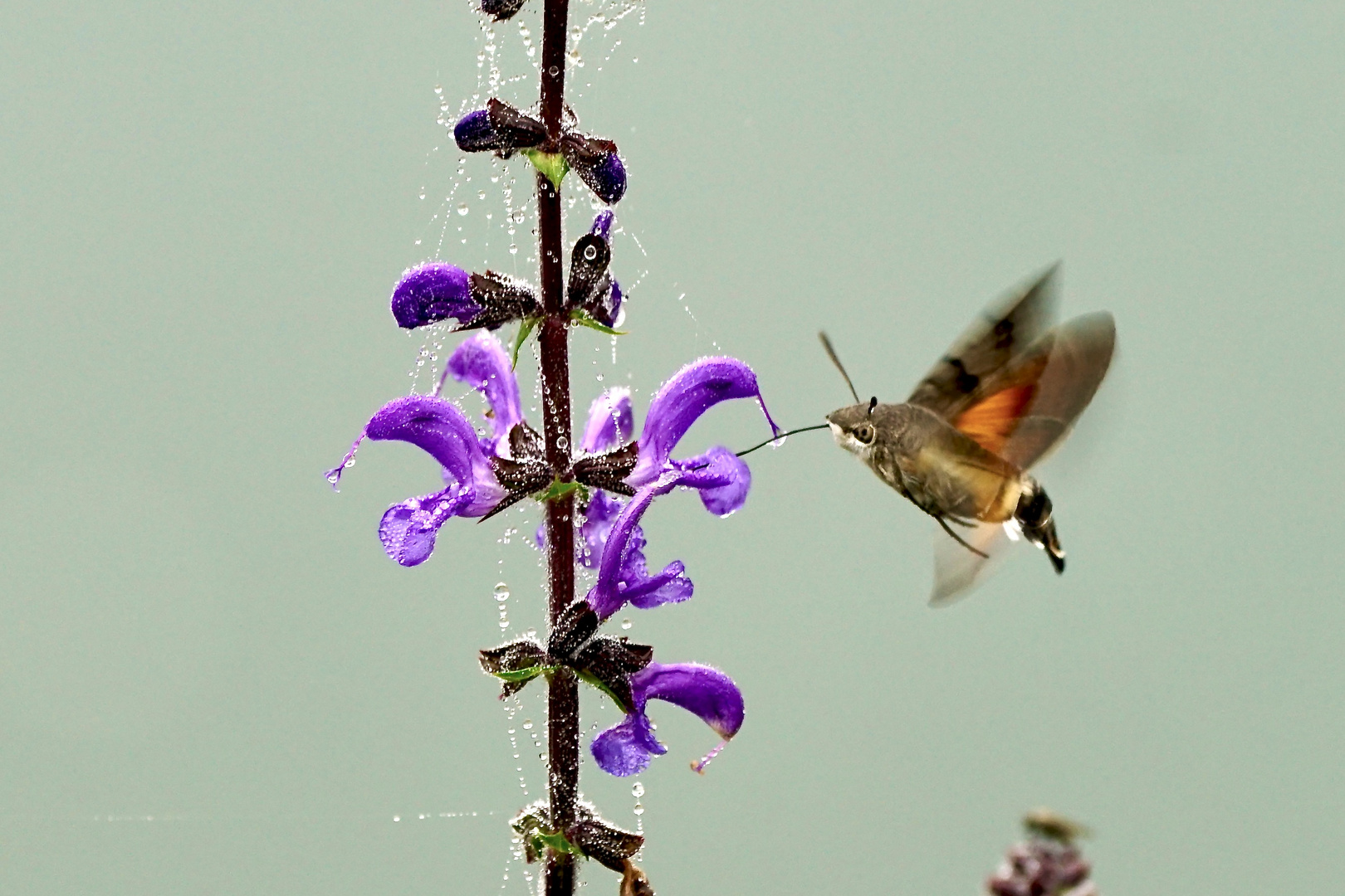 Taubenschwänzchen (Macroglossum stellatarum)