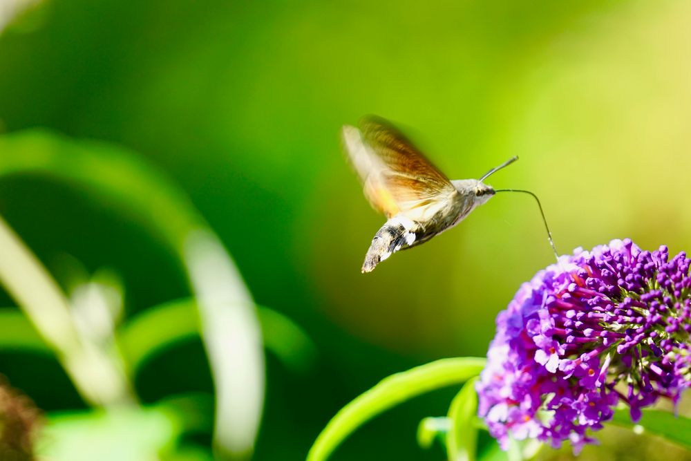 Taubenschwänzchen (Macroglossum stellatarum)