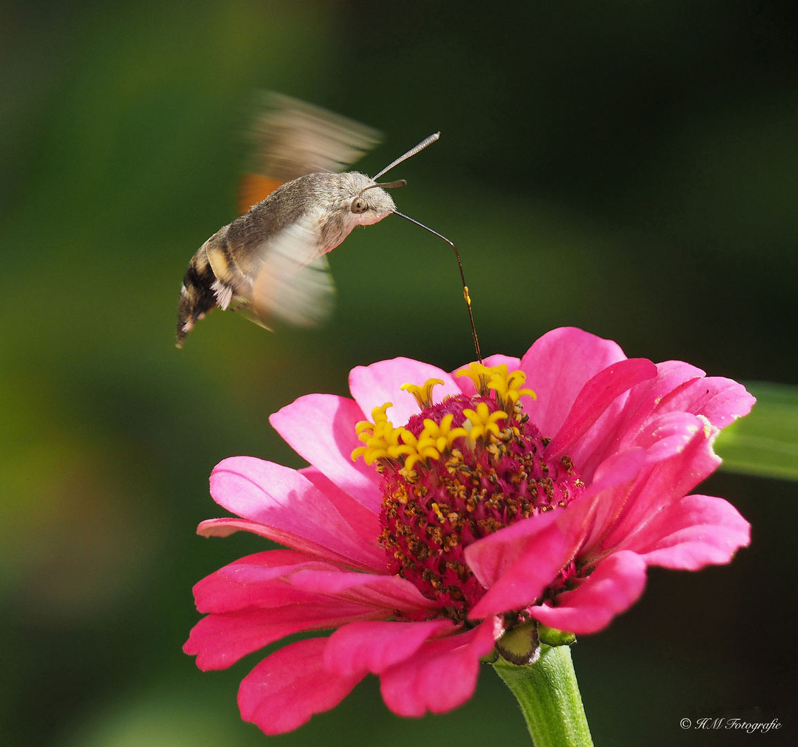 Taubenschwänzchen - Macroglossum stellatarum