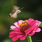 Taubenschwänzchen - Macroglossum stellatarum