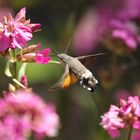 Taubenschwänzchen (Macroglossum stellatarum)