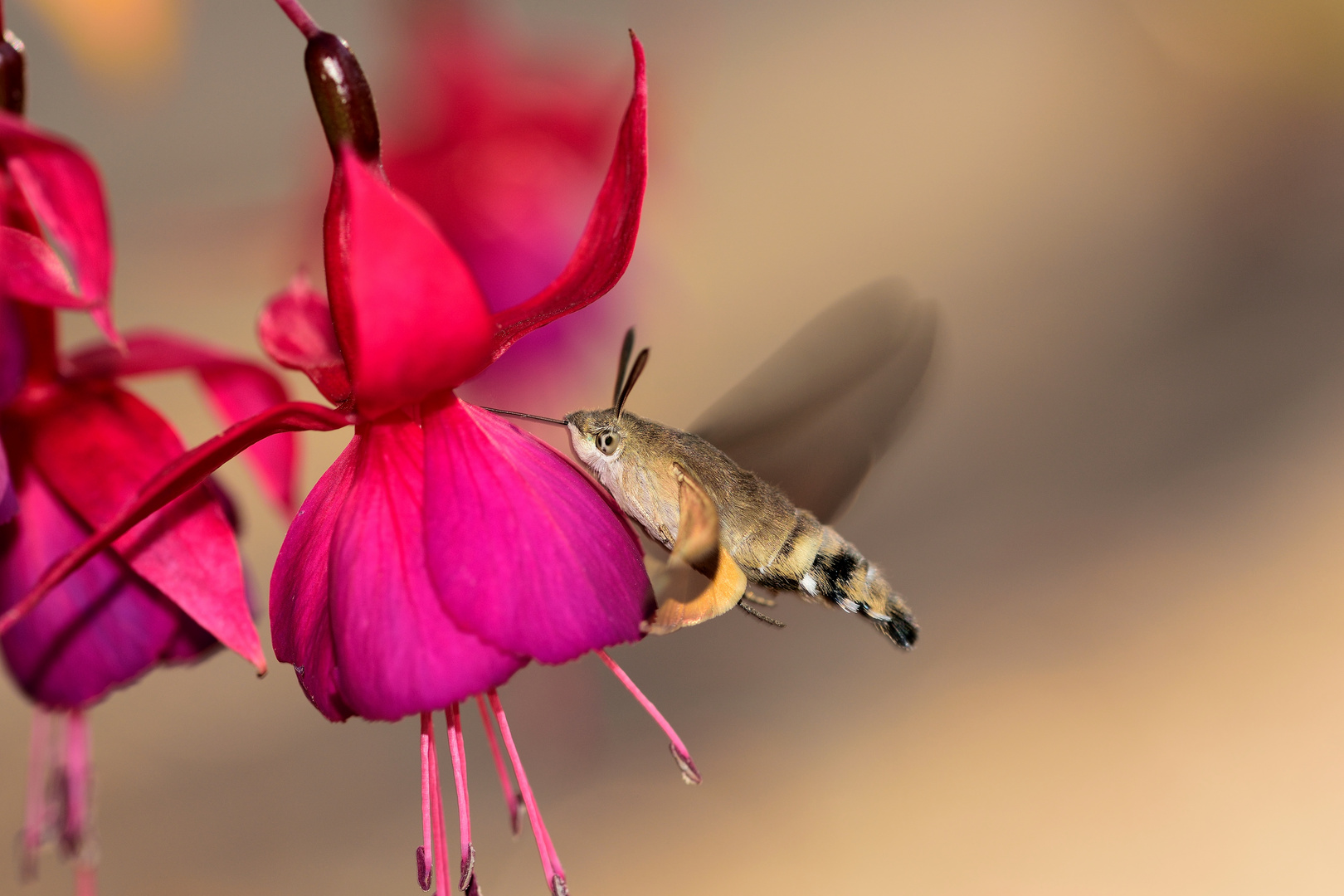 Taubenschwänzchen (Macroglossum stellatarum) 