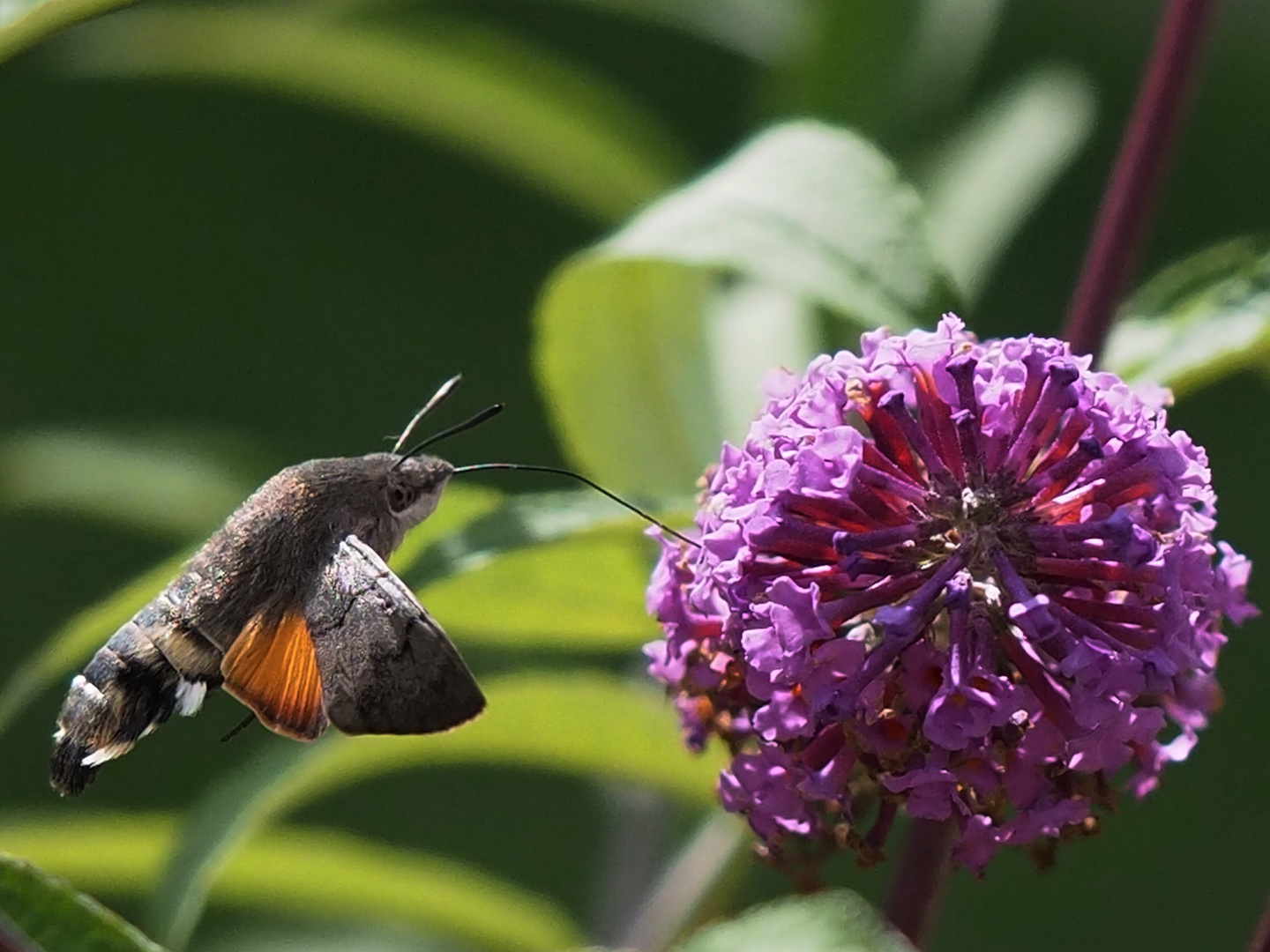 Taubenschwänzchen (Macroglossum stellatarum) 2