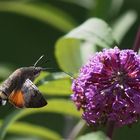 Taubenschwänzchen (Macroglossum stellatarum) 2