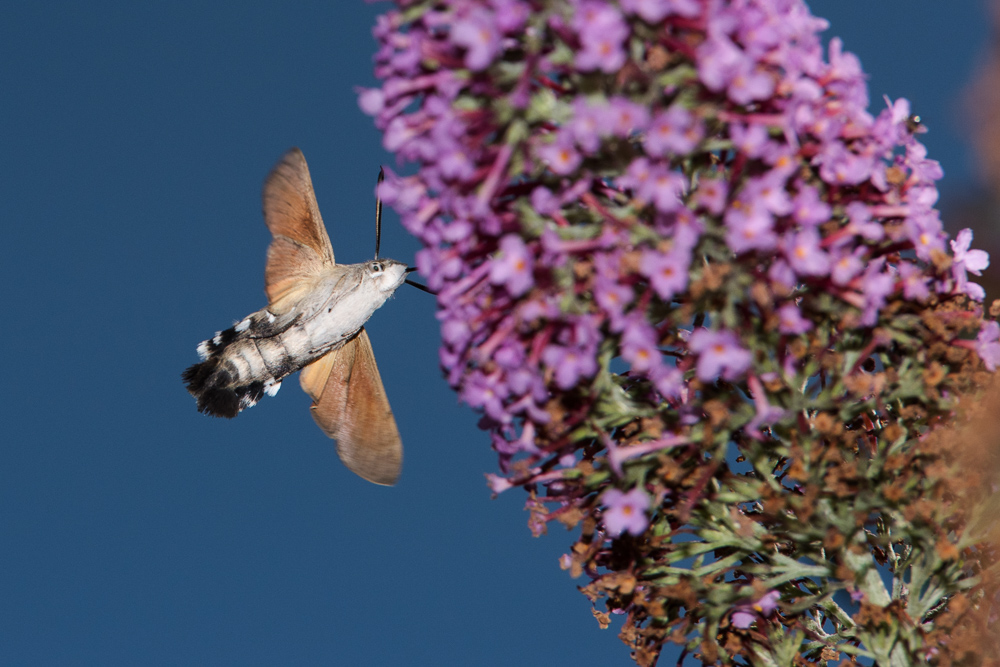 Taubenschwänzchen (Macroglossum stellatarum) 2