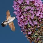 Taubenschwänzchen (Macroglossum stellatarum) 2