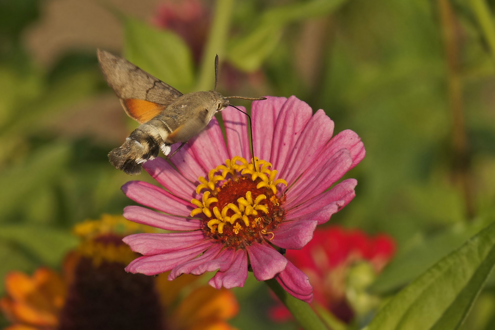 Taubenschwänzchen (Macroglossum stellatarum) 2015