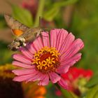 Taubenschwänzchen (Macroglossum stellatarum) 2015