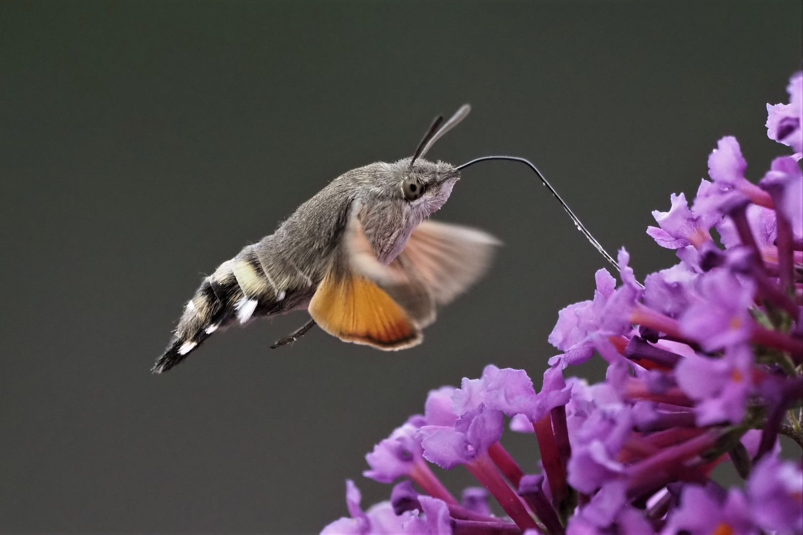 Taubenschwänzchen (Macroglossum stellatarum)