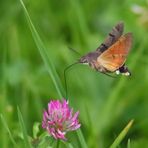 Taubenschwänzchen (Macroglossum stellatarum)