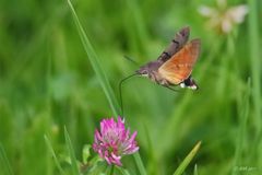 Taubenschwänzchen (Macroglossum stellatarum)