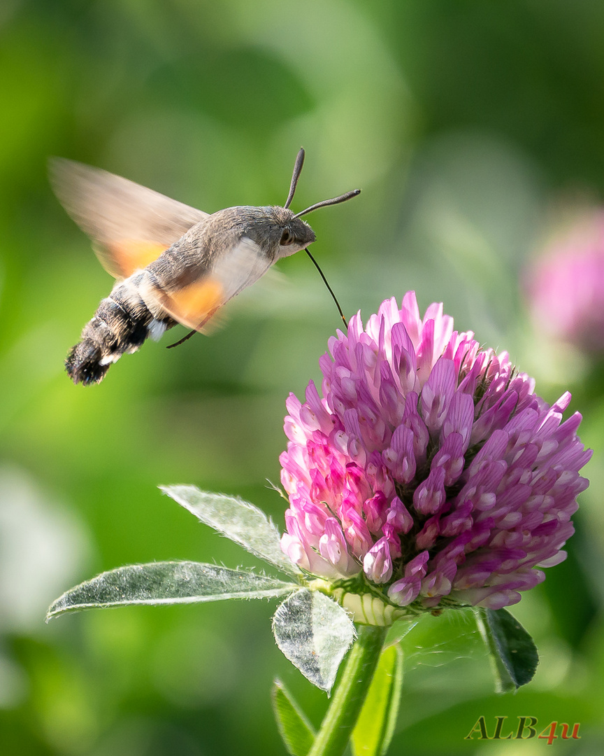 Taubenschwänzchen (Macroglossum stellatarum)