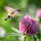 Taubenschwänzchen (Macroglossum stellatarum)