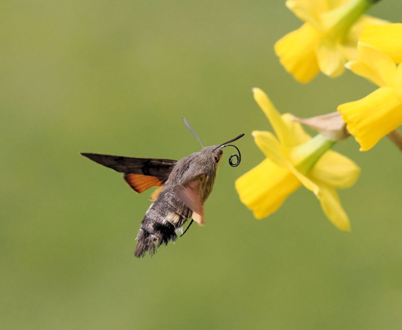 Taubenschwänzchen (Macroglossum stellatarum)