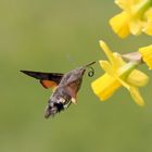 Taubenschwänzchen (Macroglossum stellatarum)