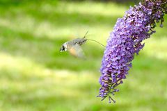 Taubenschwänzchen (Macroglossum stellatarum)