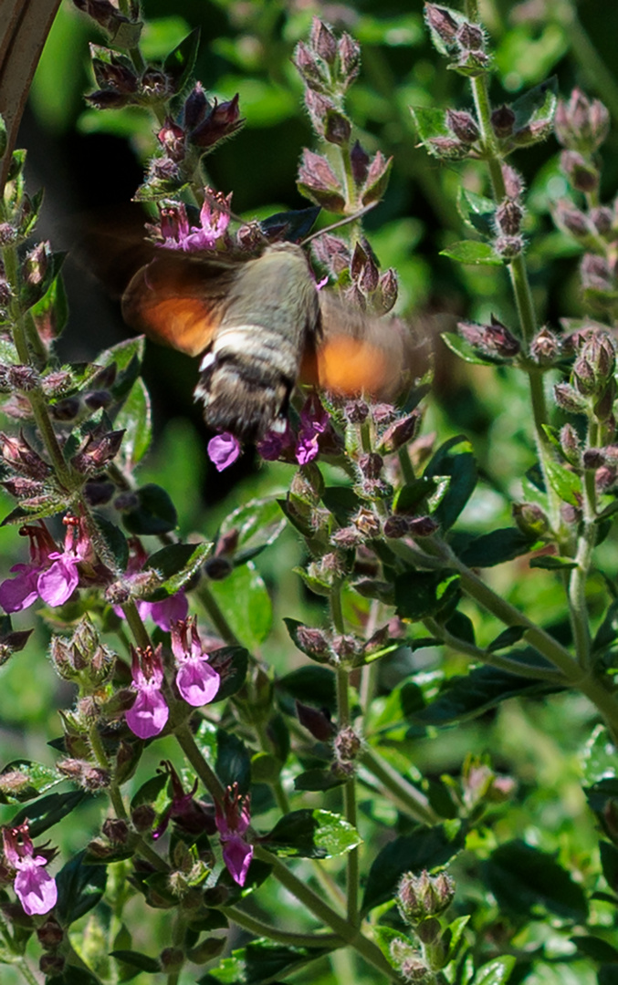 Taubenschwänzchen (Macroglossum stellatarum)