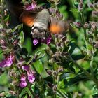 Taubenschwänzchen (Macroglossum stellatarum)