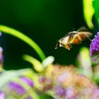 Taubenschwänzchen (Macroglossum stellatarum)