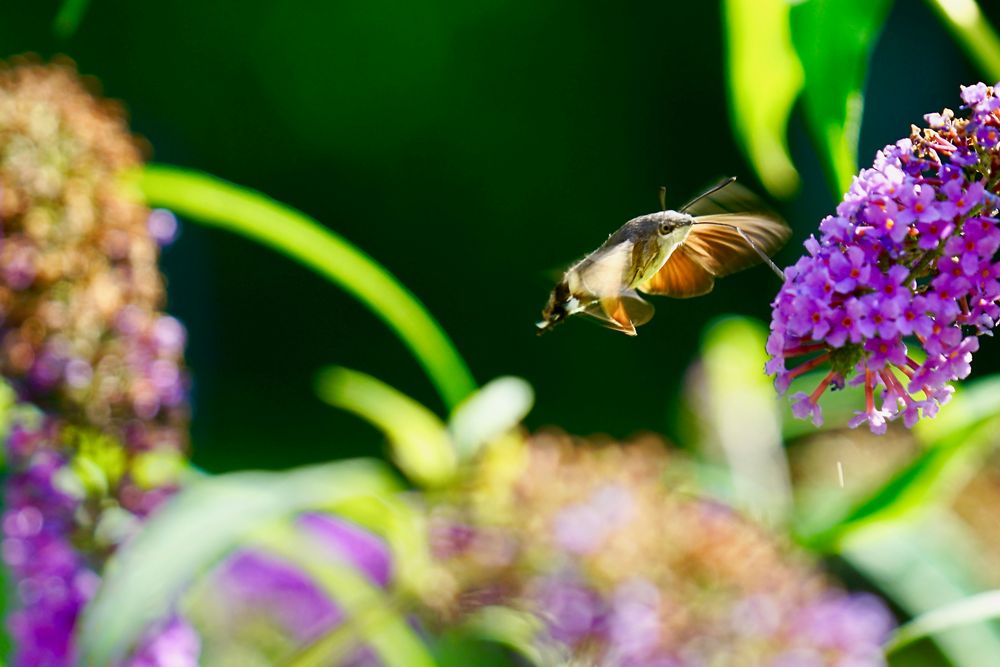 Taubenschwänzchen (Macroglossum stellatarum)