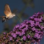 Taubenschwänzchen (Macroglossum stellatarum) 3