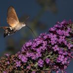 Taubenschwänzchen (Macroglossum stellatarum) 3