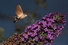 Taubenschwänzchen (Macroglossum stellatarum) 3