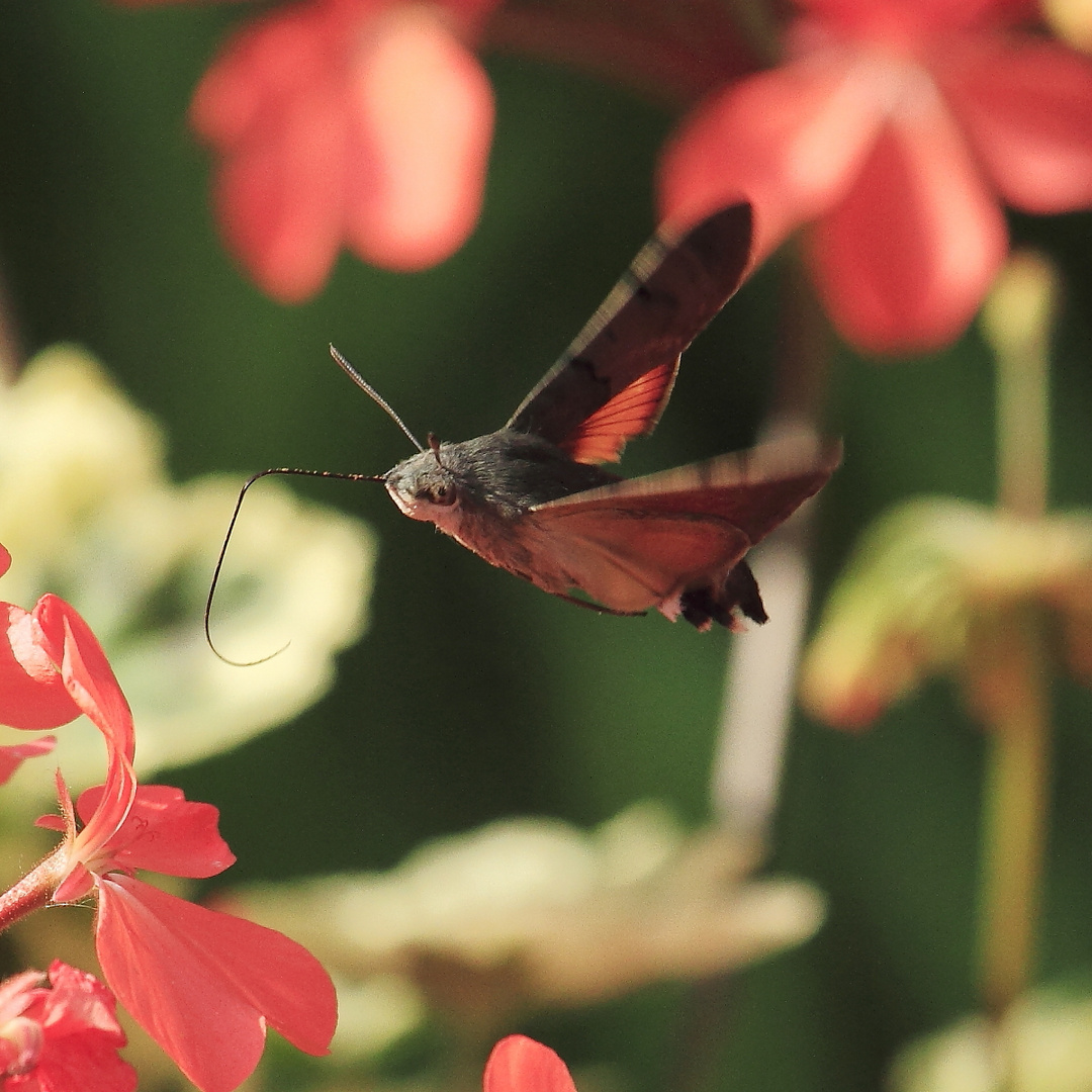 Taubenschwänzchen (Macroglossum stellatarum)