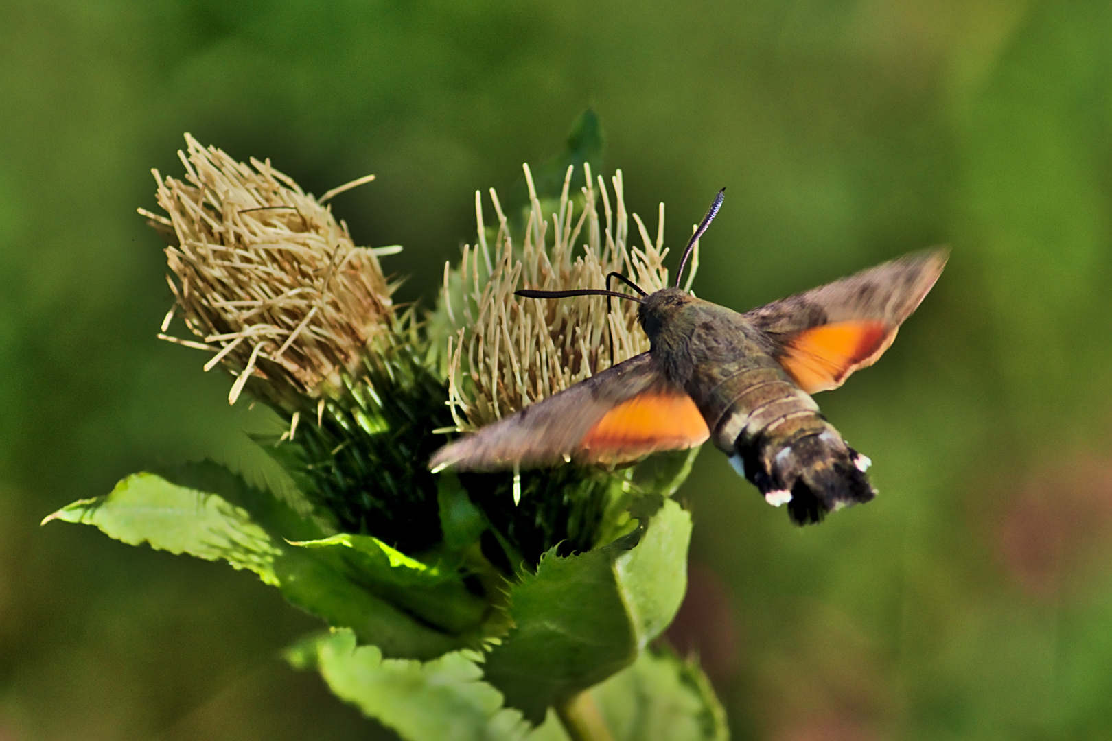 Taubenschwänzchen (Macroglossum stellatarum)