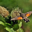 Taubenschwänzchen (Macroglossum stellatarum)