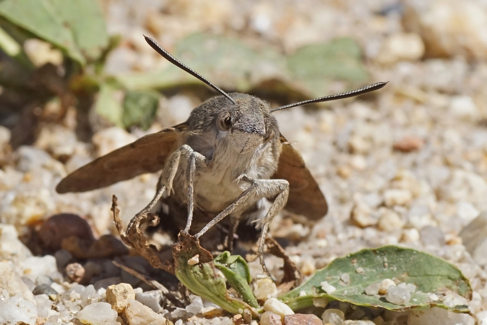 Taubenschwänzchen (Macroglossum stellatarum)