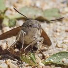 Taubenschwänzchen (Macroglossum stellatarum)