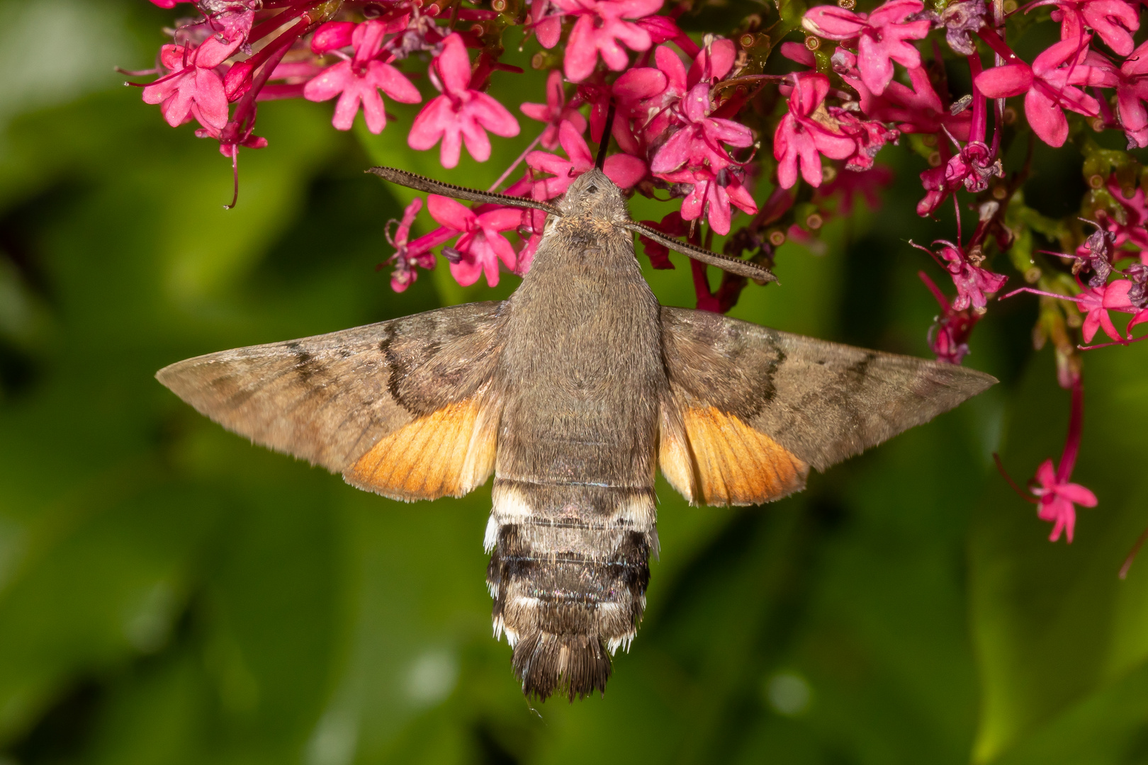 Taubenschwänzchen (Macroglossum stellatarum)