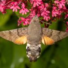 Taubenschwänzchen (Macroglossum stellatarum)