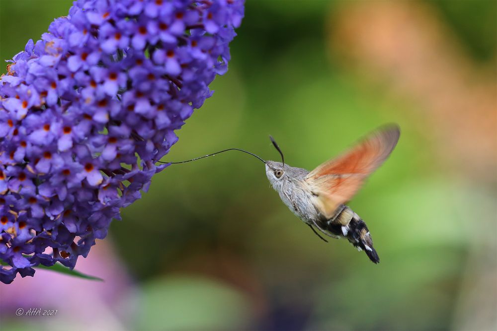 Taubenschwänzchen (Macroglossum stellatarum)