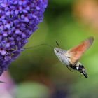 Taubenschwänzchen (Macroglossum stellatarum)